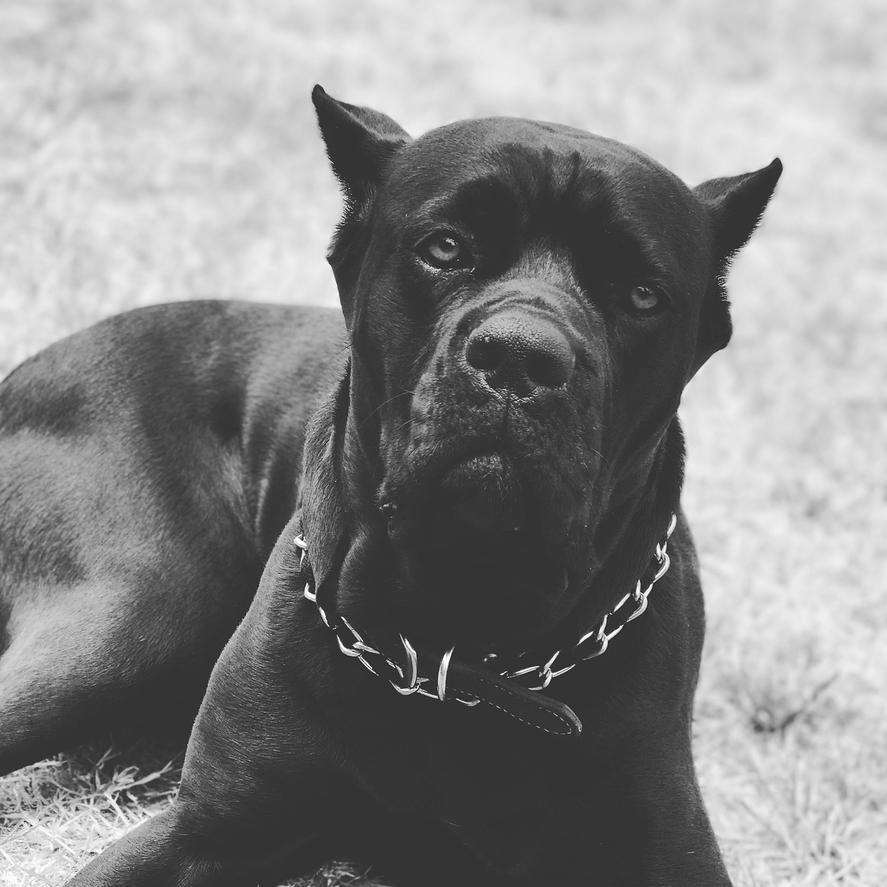 Why Cane Corso Dogs Are Great Protectors